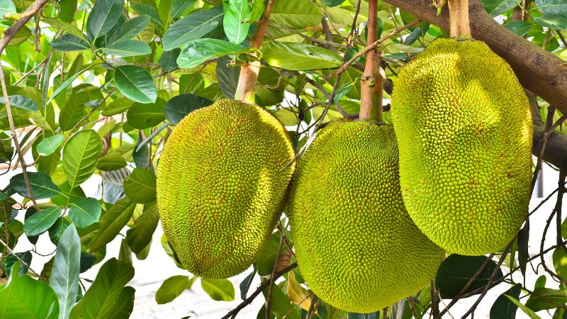 Giá mít Thái hôm nay 13/03/2023