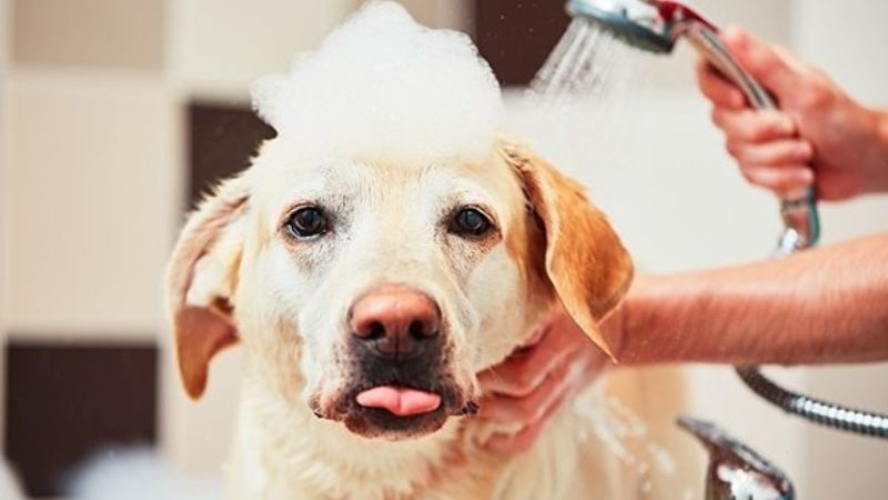 Sữa tắm cho chó: Cách chọn và lưu ý để mua sữa tắm phù hợp