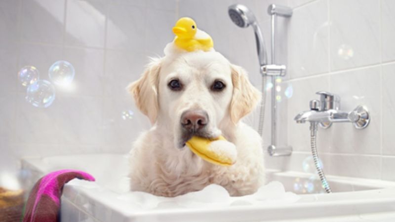 Có nên dùng dầu gội đầu, sữa tắm để tắm cho chó?