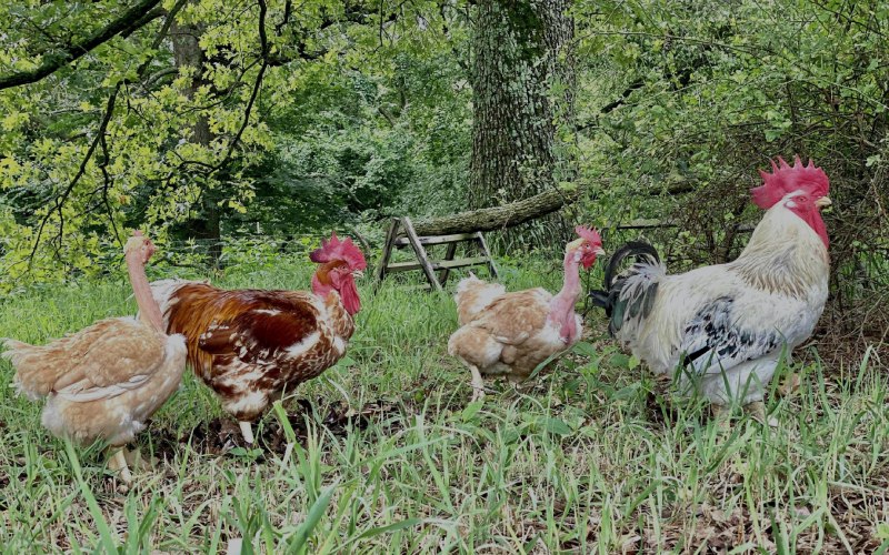 Giá gà hôm nay ngày 14/03