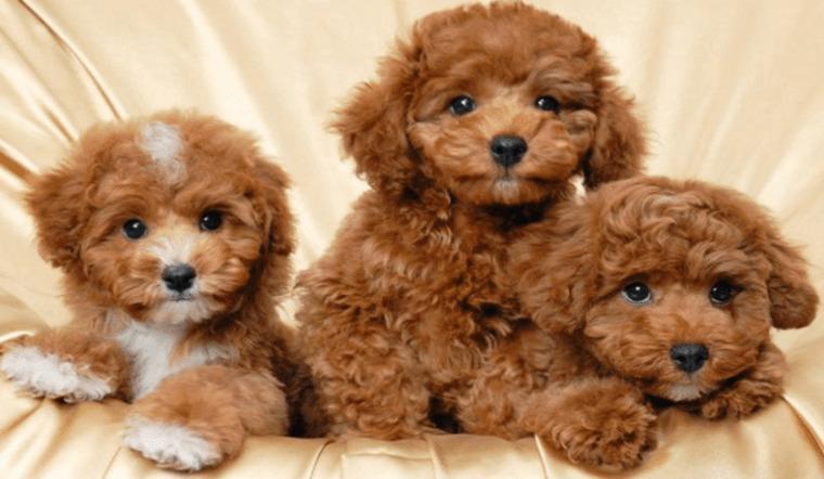 9 loại sữa tắm cho chó Poodle, giúp luôn thơm lâu, chống rối