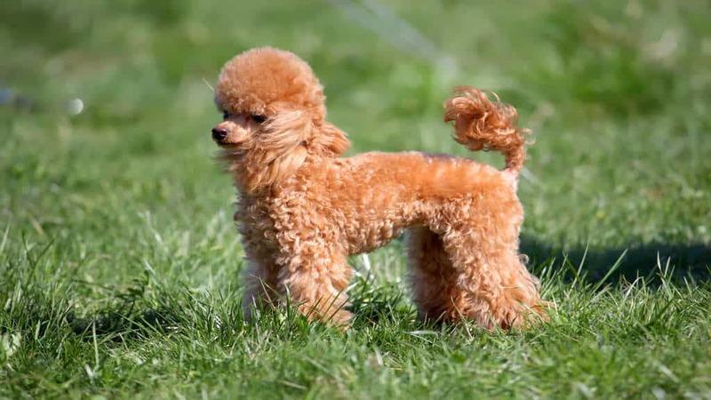 9 loại sữa tắm cho chó Poodle, giúp luôn thơm lâu, chống rối