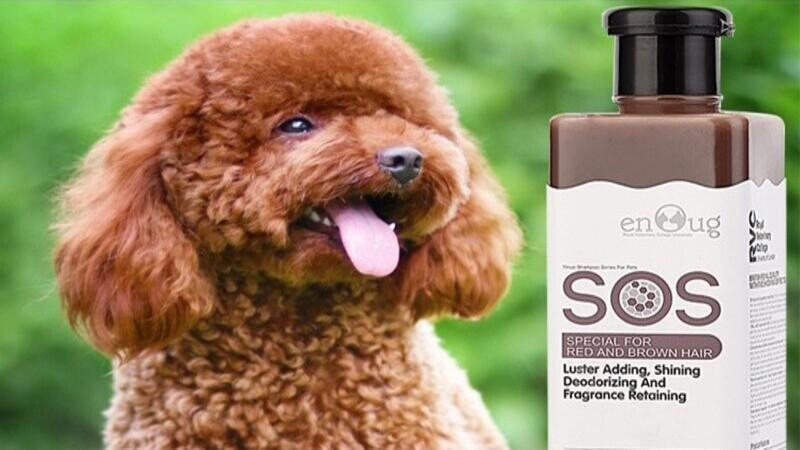 Sữa tắm SOS màu nâu dành cho Poodle nâu đỏ