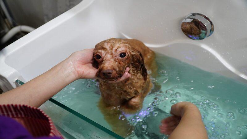 Hướng dẫn cách tắm cho chó Poodle