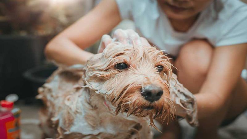 Lưu ý khi sử dụng và bảo quản sữa tắm cho Poodle