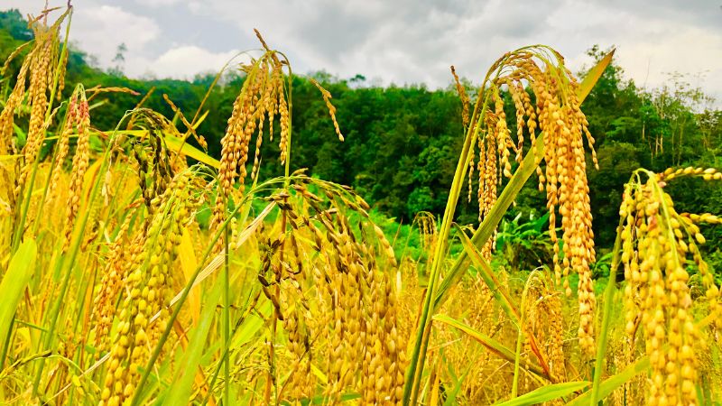 Giá lúa hôm nay 14/3