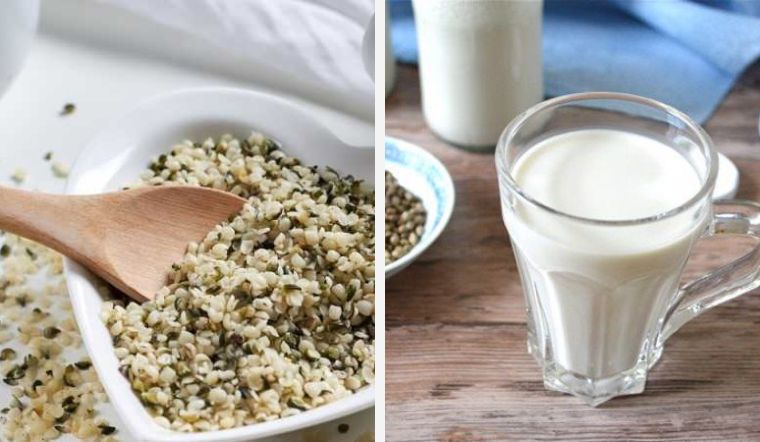 Sữa gai dầu là gì?