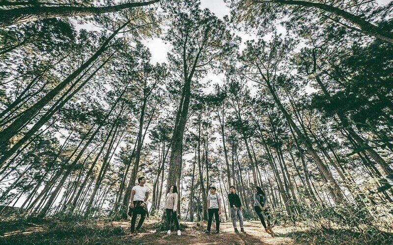 Hua Tat pine forest