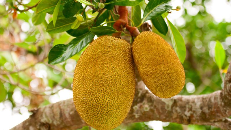 Nên bón phân gì cho cây mít Thái sau thu hoạch?