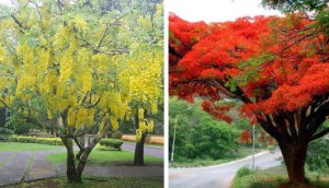 Ý nghĩa cây Osaka, hình ảnh, cách trồng, chăm sóc tại nhà