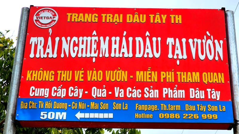 Trang trại dâu tây TH