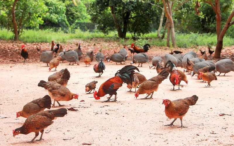 Giá gà hôm nay ngày 15/03