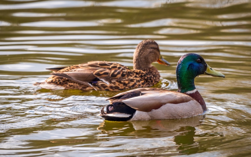 Giá vịt hôm nay ngày 15/03