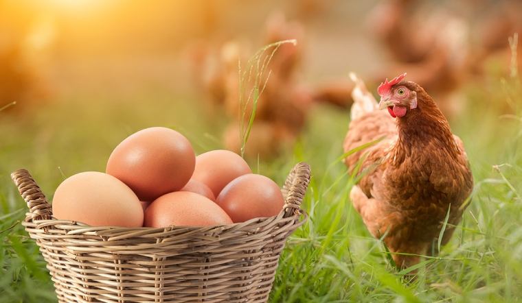 Giá gia cầm hôm nay 15/03/2023: Không ghi nhận thay đổi mới