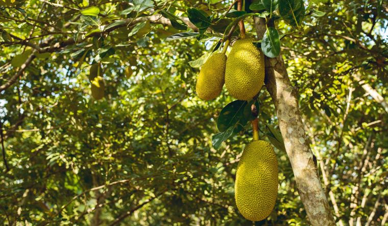 Giá mít Thái hôm nay 15/03/2023: Tăng 2.000đ so với hôm qua