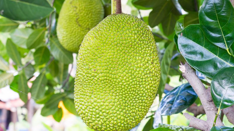 Giá mít Thái hôm nay 15/03/2023