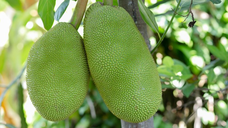 Nên bón phân gì cho cây mít Thái sau thu hoạch?