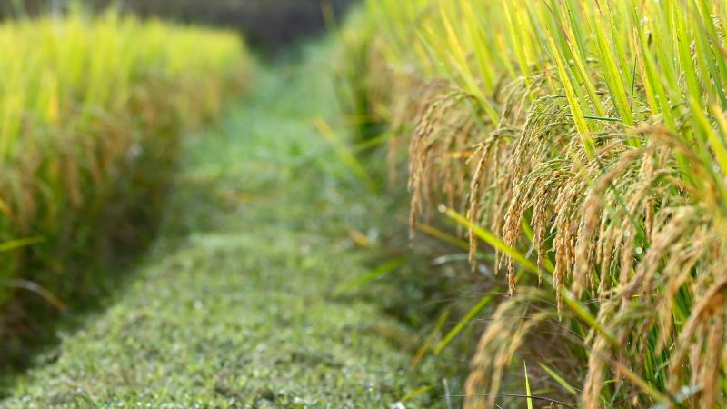 Giá lúa hôm nay 15/3 Giá lúa hôm nay 15/3