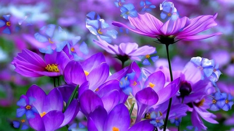 The meaning of purple flowers
