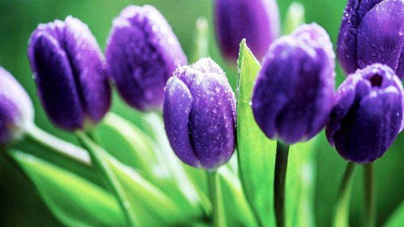 Purple tulip flowers