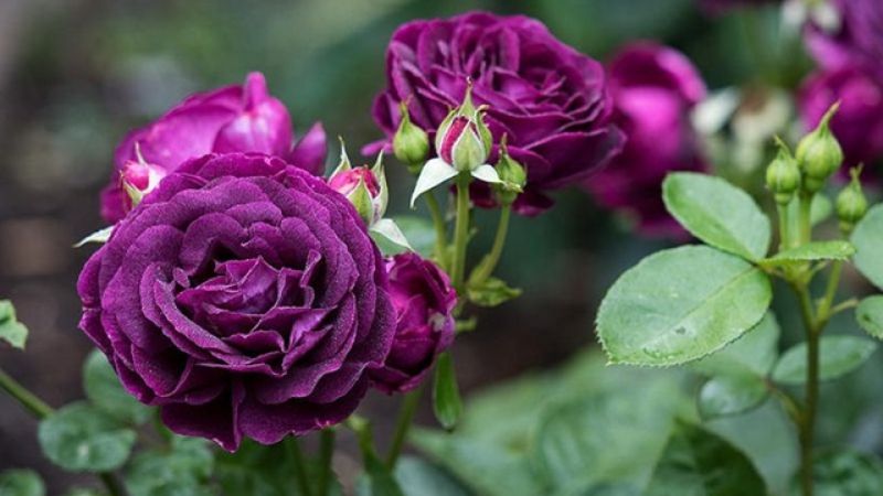 Purple rose flowers