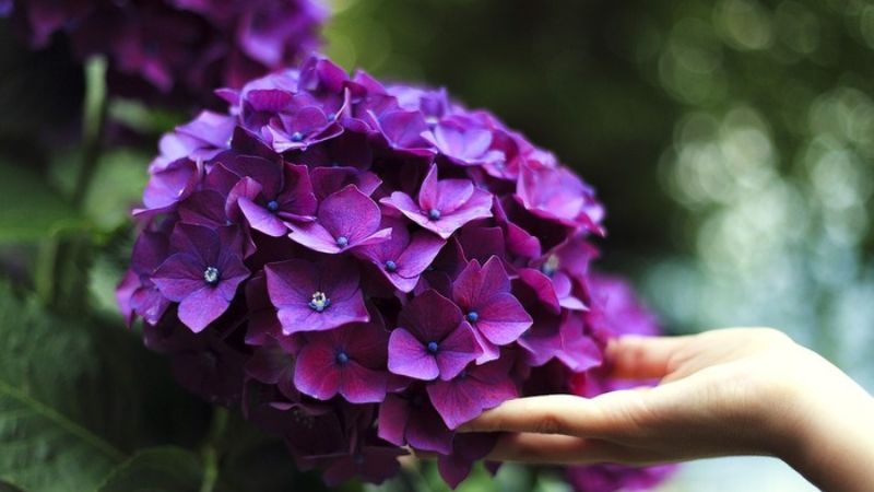 Purple hydrangea flowers