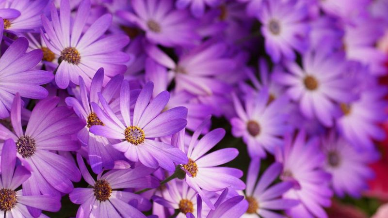 Purple daisy flowers