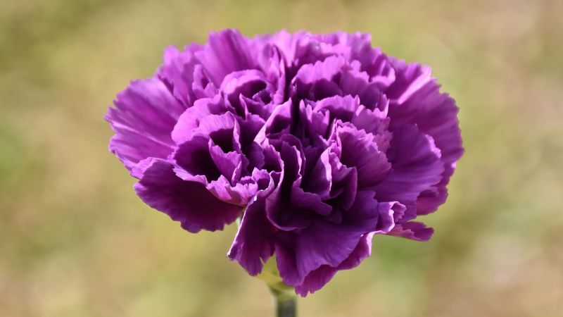 Purple dahlia flowers