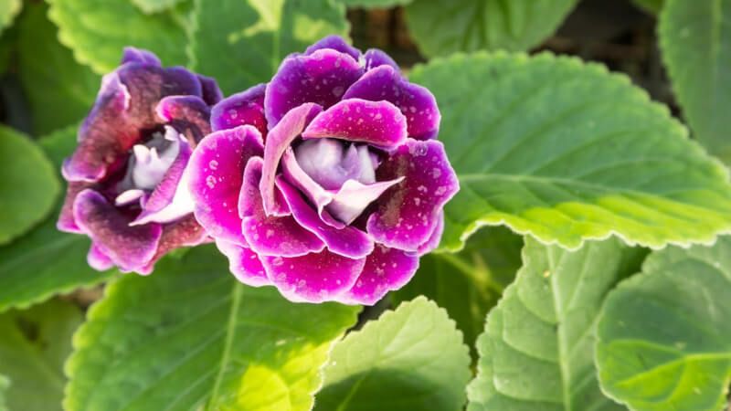 Purple viola flowers