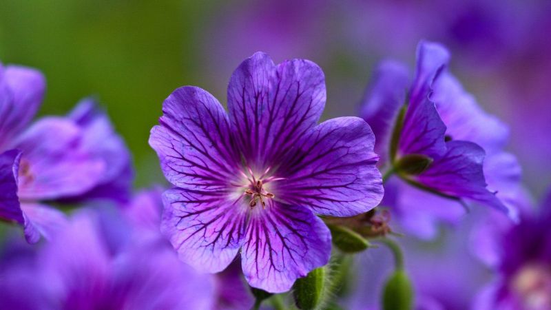 Hoa violet tím