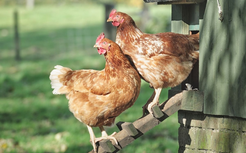 Giá gà hôm nay ngày 16/03