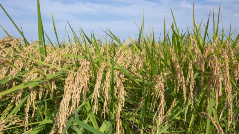 Giá lúa hôm nay 16/3