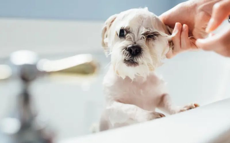 Top 5 shower gel for beautiful white-haired dogs, without worrying about yellowing