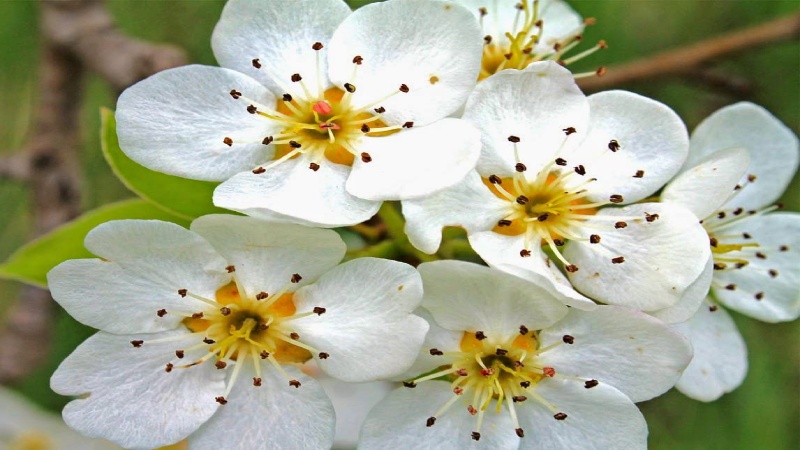 Nguồn gốc, ý nghĩa hoa lê trắng