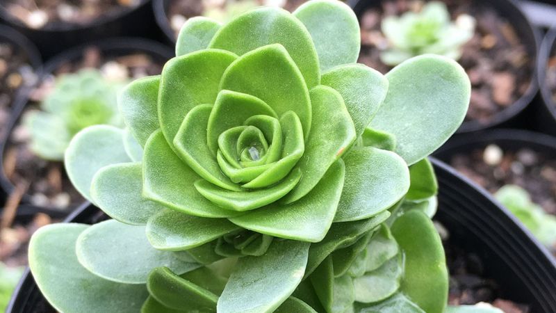 Green rose quartz succulent