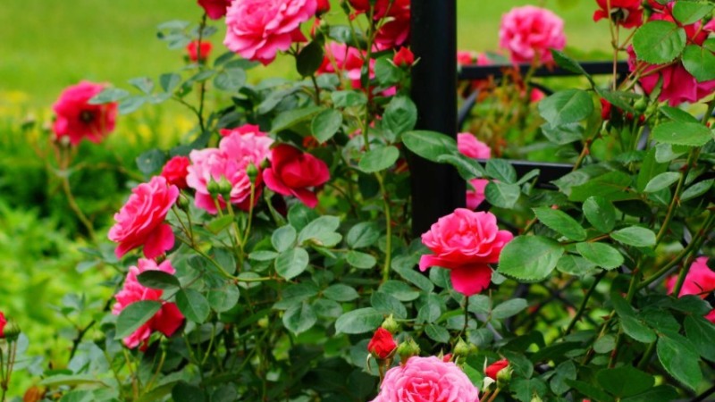 Cách trồng hoa hồng Pháp tại nhà