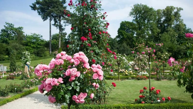 Vườn hoa hồng Pháp đẹp