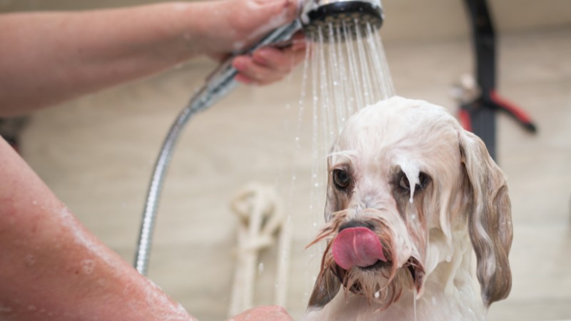 Tắm cho chó bằng sữa tắm chuyên dụng