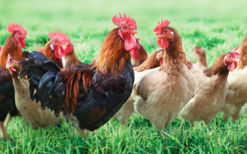 Giá gà hôm nay ngày 17/03