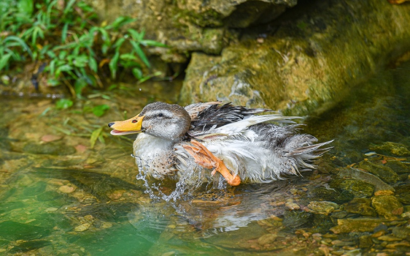 Giá vịt hôm nay ngày 17/03