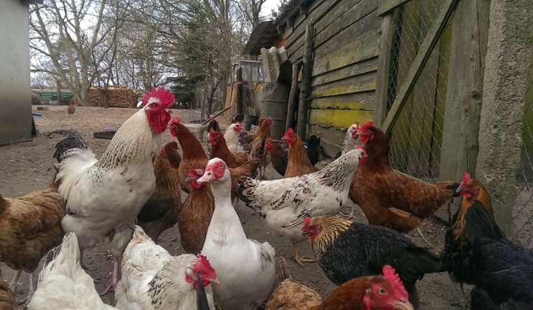 Giá gia cầm hôm nay 17/03/2023: Thị trường giá bình ổn