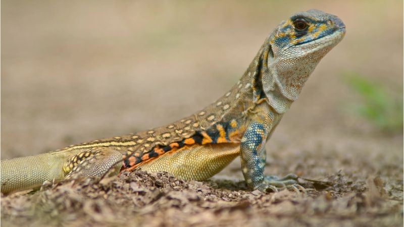Dông is a reptile that resembles a lizard