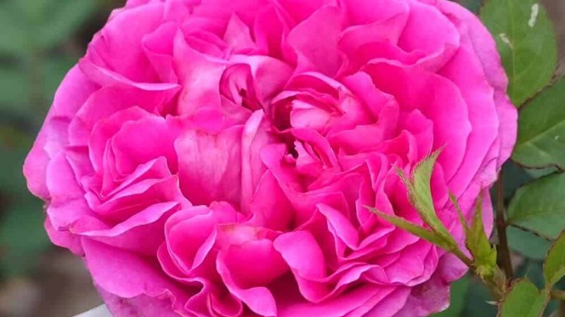 Hoa hồng cổ Sapa: Ý nghĩa, hình ảnh, cách trồng, chăm sóc tại nhà