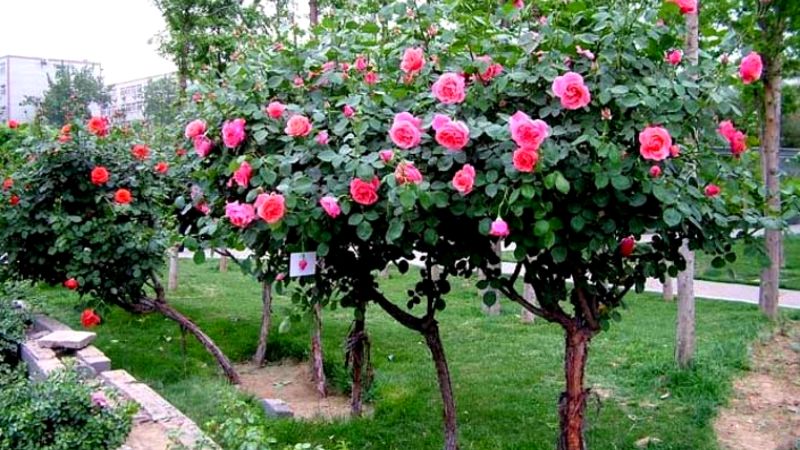 Hoa hồng cổ Sapa thuộc loại thân gỗ màu nâu sẫm, vỏ cây mỏng