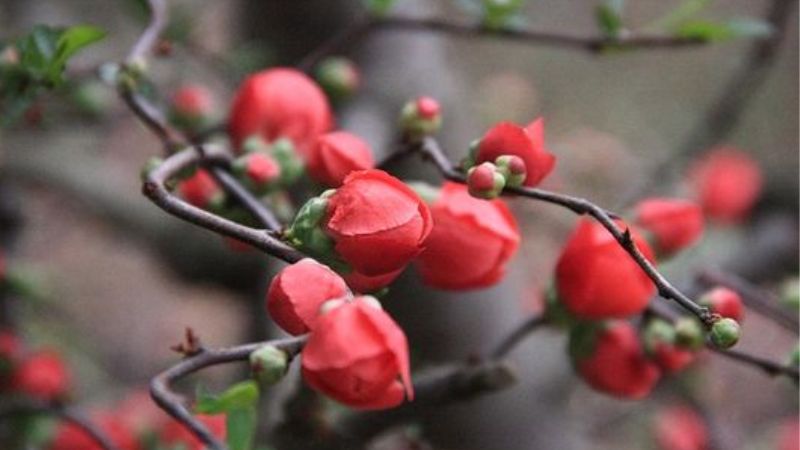 Bud of the red plum blossom