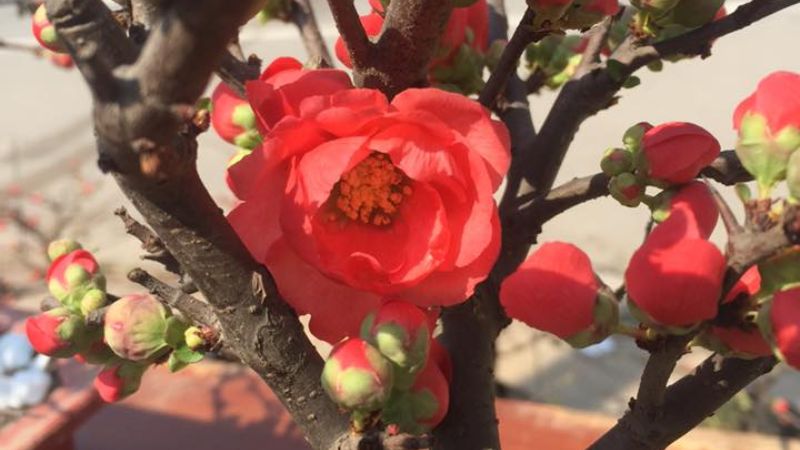 The red plum blossom has positive effects on health