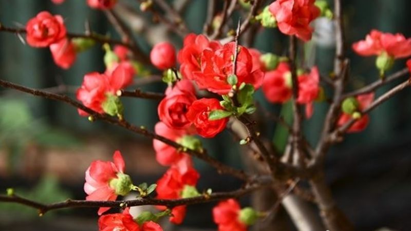 Illustration of the red plum blossom