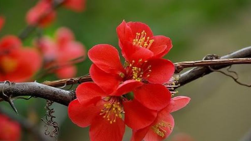 Red plum blossom blooming