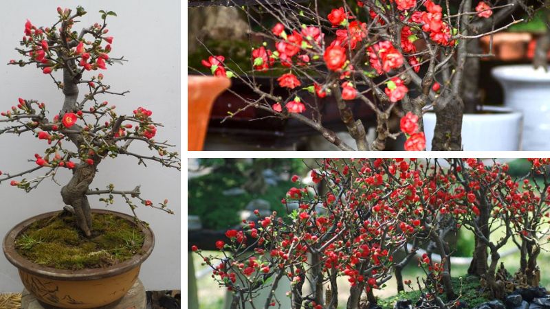 Planting and caring for red plum blossom requires time and effort