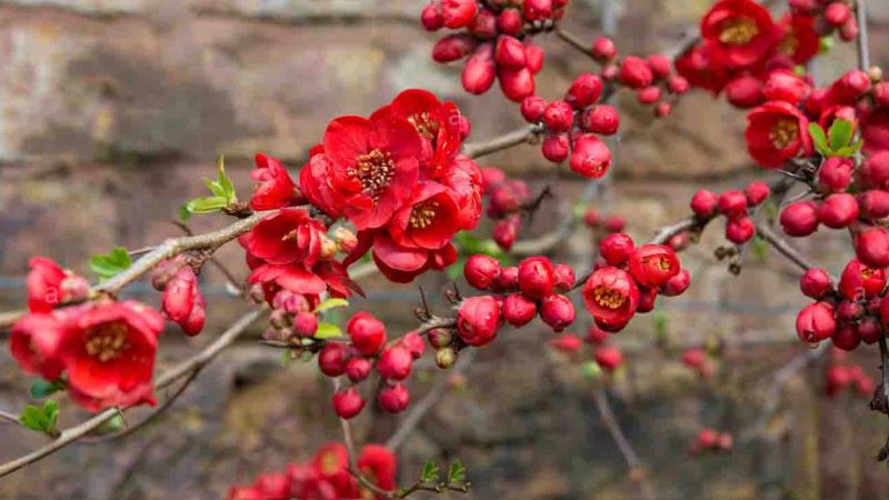 Beautiful images of red plum blossom